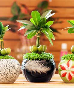 Cây kiểng trang trí bàn làm việc nhỏ đẹp