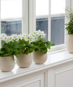 Bộ 3 chậu cảnh đặt cửa sổ hợp phong thủy